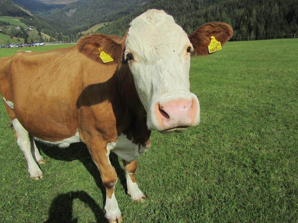 Appartamento Der Hoferbauer Bad Kleinkirchheim Esterno foto